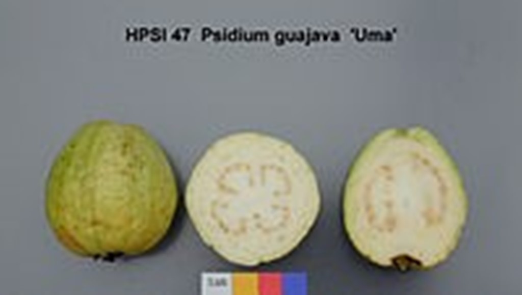 Guayaba - Psidium guajava